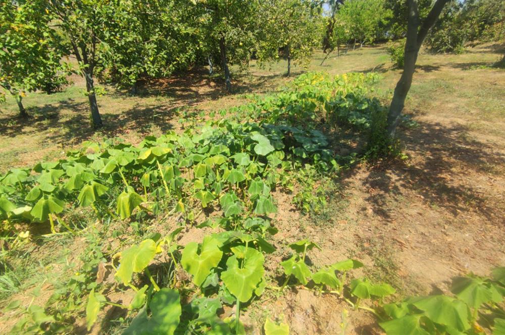 KANDIRA DA , İÇİNDE YAPI KAYIT BELGELİ EV OLAN 1.886 m2 TARLA