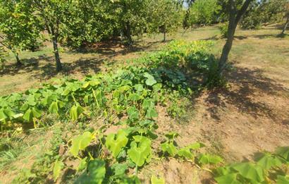 KANDIRA DA , İÇİNDE YAPI KAYIT BELGELİ EV OLAN 1.886 m2 TARLA
