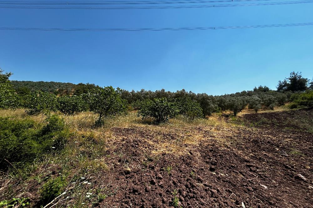 C21 Cius; Muratoba'da Kurtul Göleti Civarı Satılık Zeytinlik