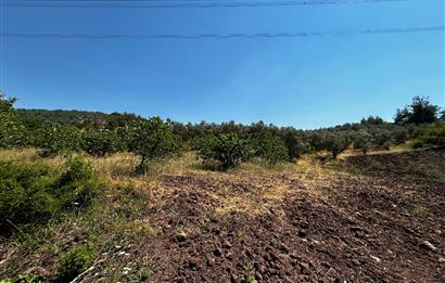 C21 Cius; Muratoba'da Kurtul Göleti Civarı Satılık Zeytinlik