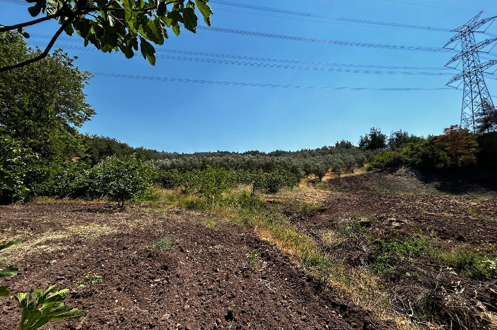 C21 Cius; Muratoba'da Kurtul Göleti Civarı Satılık Zeytinlik