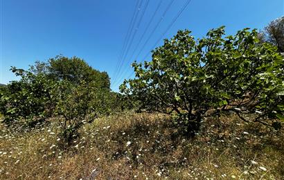 C21 Cius; Muratoba'da Kurtul Göleti Civarı Satılık Zeytinlik