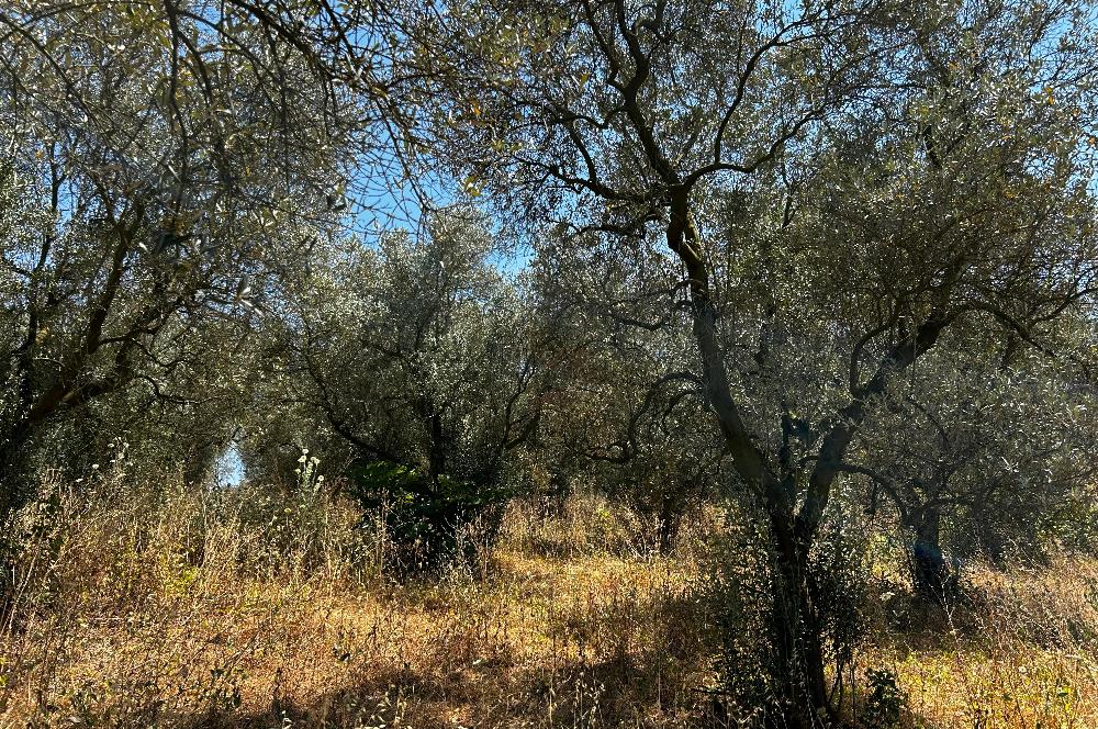 C21 Cius; Muratoba'da Kurtul Göleti Civarı Satılık Zeytinlik