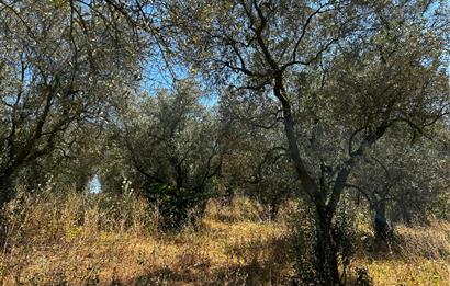 C21 Cius; Muratoba'da Kurtul Göleti Civarı Satılık Zeytinlik