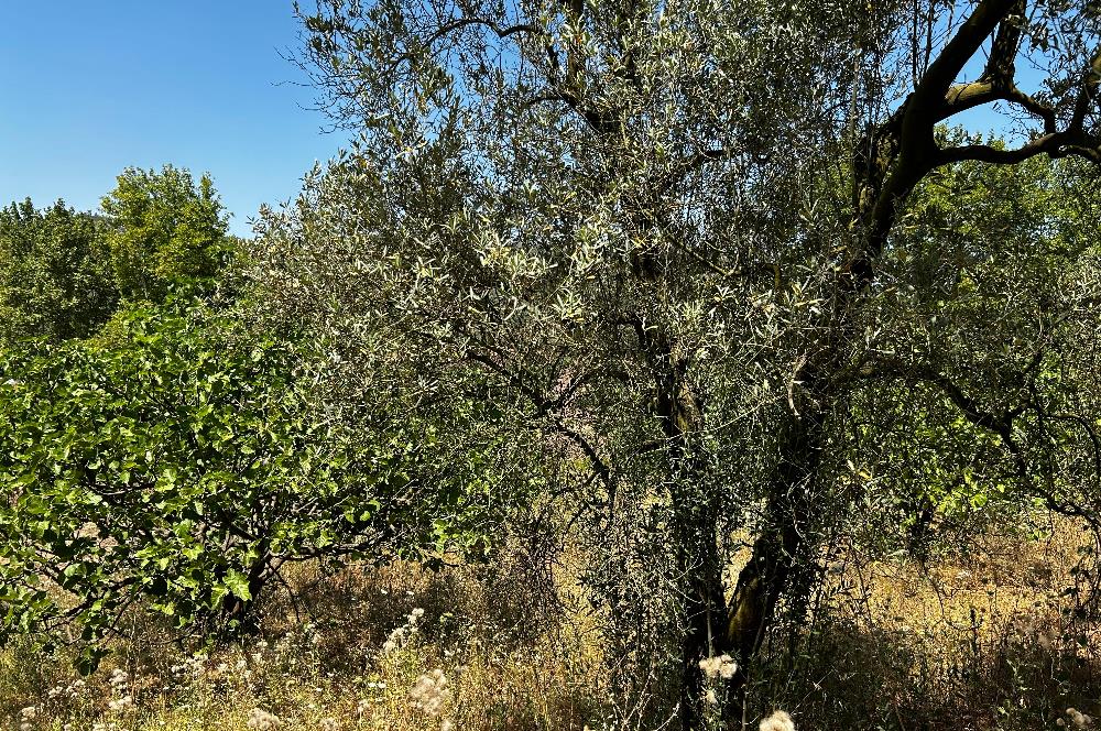 C21 Cius; Muratoba'da Kurtul Göleti Civarı Satılık Zeytinlik