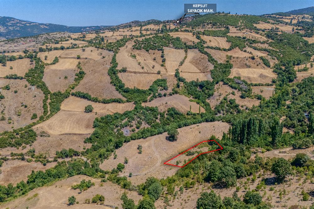 C21 LOCA'DAN KEPSUT SAYACIK MAHALLESİNDE 1523,50M2 SATILIK TARLA