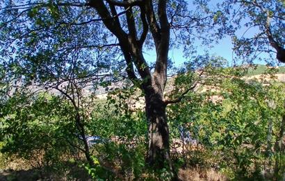 C21 LOCA'DAN KEPSUT SAYACIK MAHALLESİNDE 1229,11 M2 İMARLI ARSA