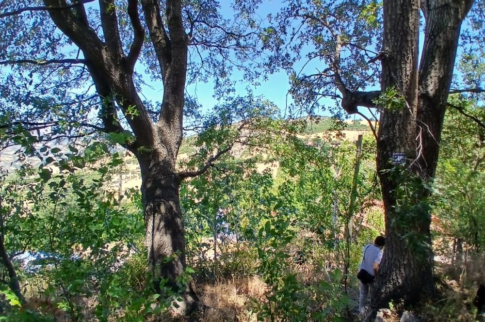 C21 LOCA'DAN KEPSUT SAYACIK MAHALLESİNDE 1229,11 M2 İMARLI ARSA