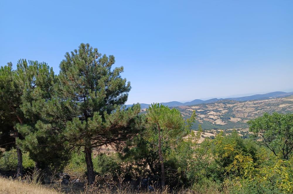 C21 LOCA'DAN KEPSUT SAYACIK MAHALLESİNDE 4323,21M2 SATILIK TARLA