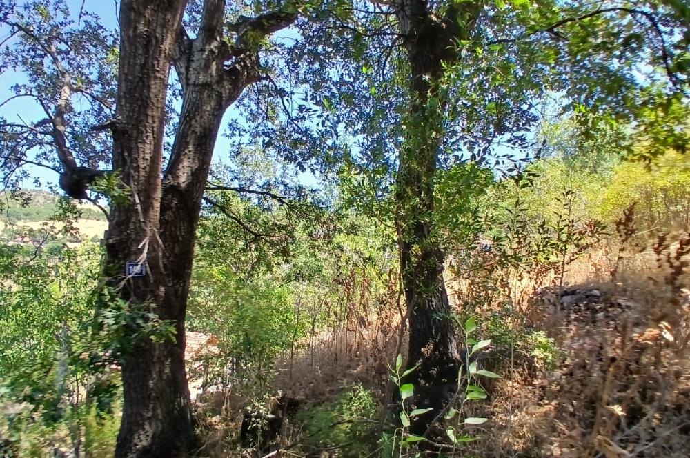 C21 LOCA'DAN KEPSUT SAYACIK MAHALLESİNDE 1229,11 M2 İMARLI ARSA