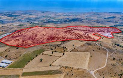 C21 LOCA'DAN BALIKESİR MERKEZDE BÜYÜKBAŞ HAYVAN ÇİFTLİĞİ