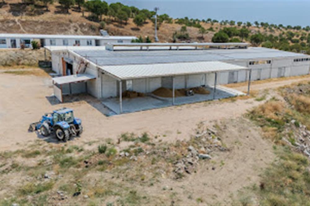 C21 LOCA'DAN BALIKESİR MERKEZDE BÜYÜKBAŞ HAYVAN ÇİFTLİĞİ