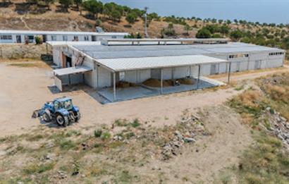 C21 LOCA'DAN BALIKESİR MERKEZDE BÜYÜKBAŞ HAYVAN ÇİFTLİĞİ