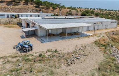 C21 LOCA'DAN BALIKESİR MERKEZDE BÜYÜKBAŞ HAYVAN ÇİFTLİĞİ