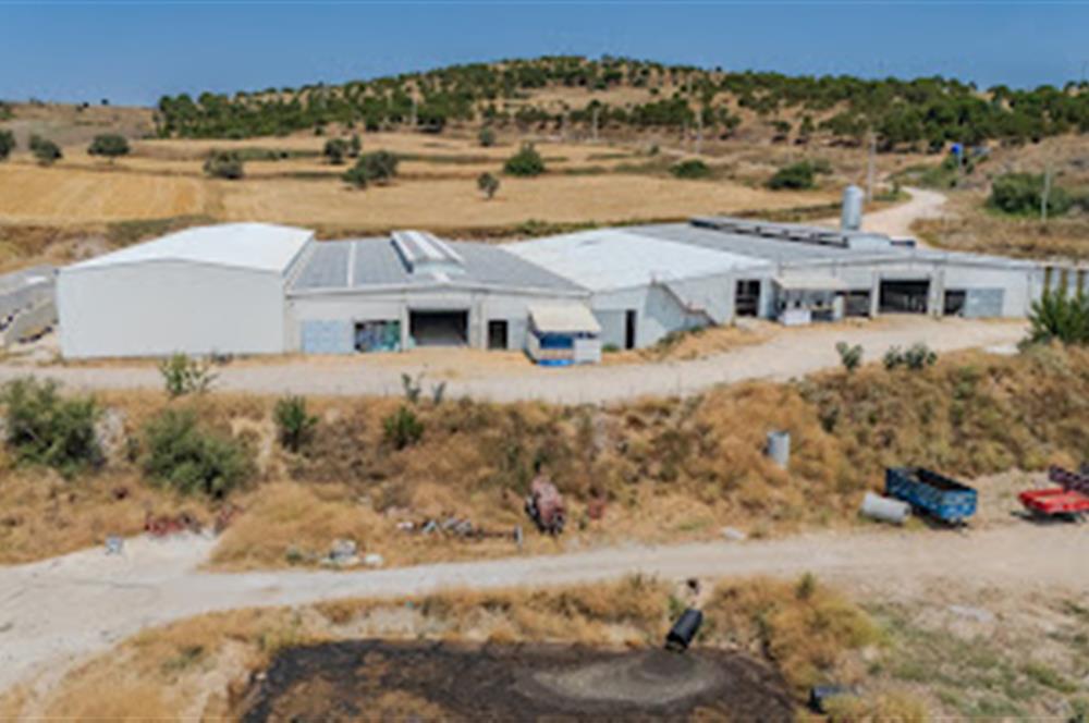 C21 LOCA'DAN BALIKESİR MERKEZDE BÜYÜKBAŞ HAYVAN ÇİFTLİĞİ