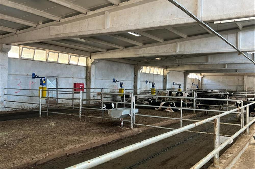 C21 LOCA'DAN BALIKESİR MERKEZDE BÜYÜKBAŞ HAYVAN ÇİFTLİĞİ