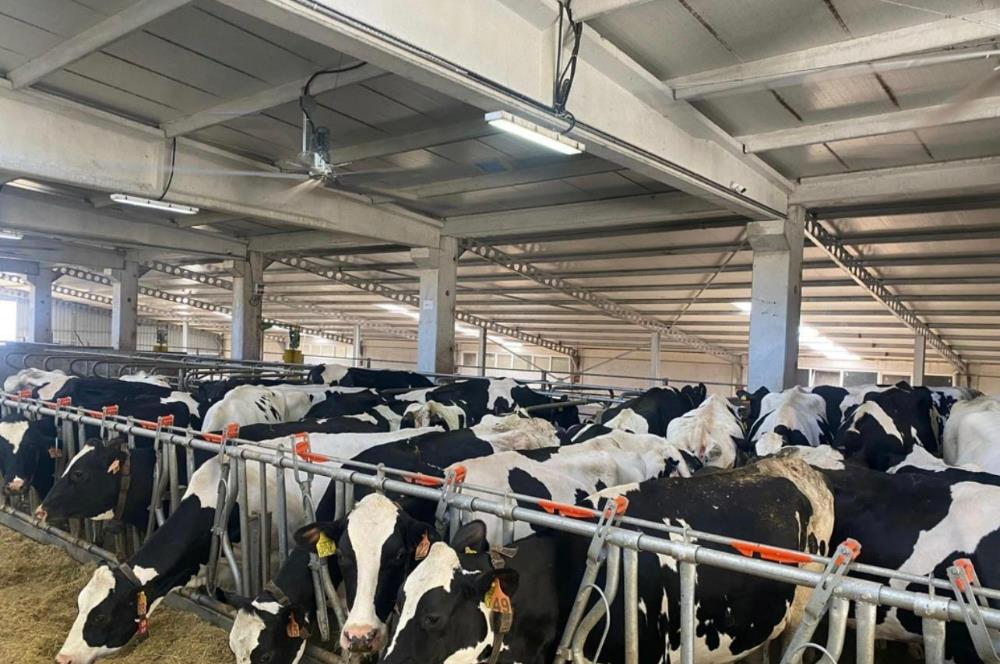 C21 LOCA'DAN BALIKESİR MERKEZDE BÜYÜKBAŞ HAYVAN ÇİFTLİĞİ