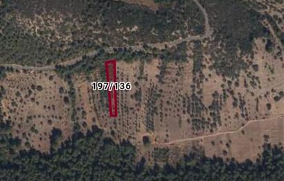 Bodrum-Mazı'da yatırımlık satılık zeytinlik