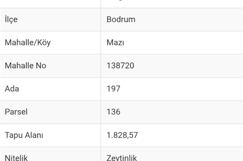 Bodrum-Mazı'da yatırımlık satılık zeytinlik