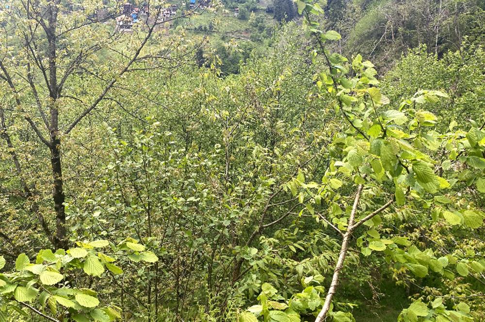 RİZE HEMŞİN KANTARLI KÖYÜN'DE 14565 M2 SATILIK TARLA
