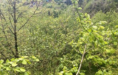 RİZE HEMŞİN KANTARLI KÖYÜN'DE 14565 M2 SATILIK TARLA