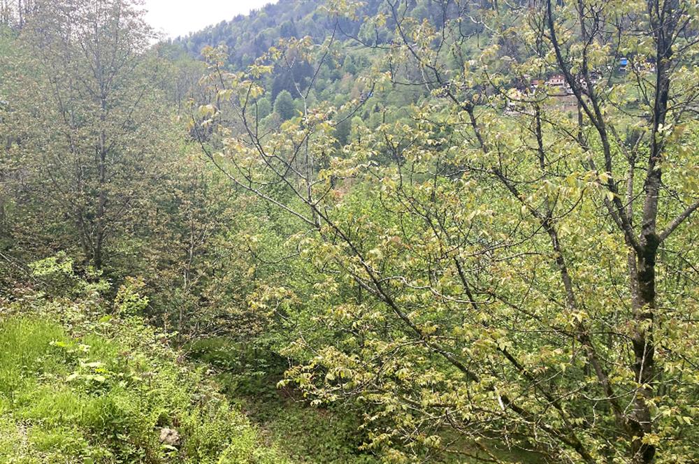 RİZE HEMŞİN KANTARLI KÖYÜN'DE 14565 M2 SATILIK TARLA