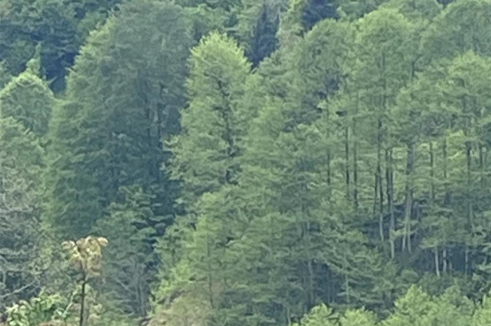 RİZE HEMŞİN KANTARLI KÖYÜN'DE 14565 M2 SATILIK TARLA