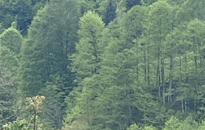 RİZE HEMŞİN KANTARLI KÖYÜN'DE 14565 M2 SATILIK TARLA