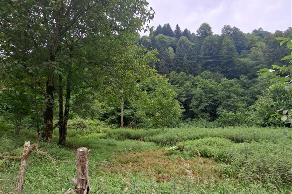 RİZE HEMŞİN KANTARLI KÖYÜN'DE 14565 M2 SATILIK TARLA