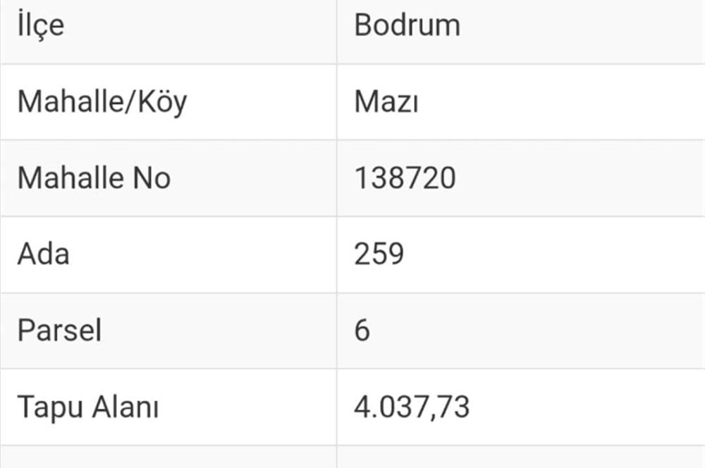 Bodrum -Mazı yatırımlık zeytinli satılık tarla