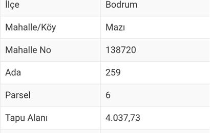 Bodrum -Mazı yatırımlık zeytinli satılık tarla