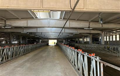 C21 LOCA'DAN BALIKESİR MERKEZDE BÜYÜKBAŞ HAYVAN ÇİFTLİĞİ