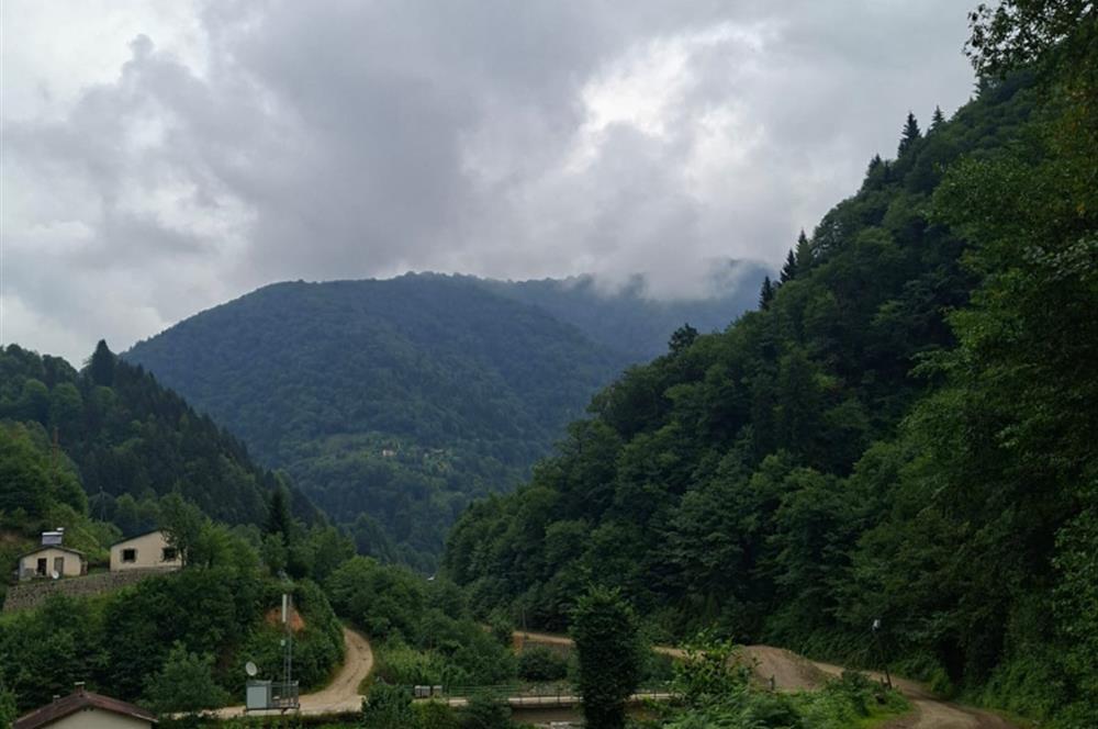 RİZE HEMŞİN KANTARLI KÖYÜN'DE 14565 M2 SATILIK TARLA