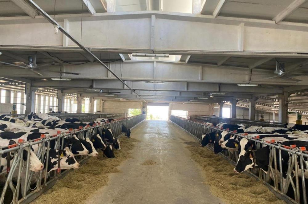 C21 LOCA'DAN BALIKESİR MERKEZDE BÜYÜKBAŞ HAYVAN ÇİFTLİĞİ