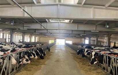 C21 LOCA'DAN BALIKESİR MERKEZDE BÜYÜKBAŞ HAYVAN ÇİFTLİĞİ