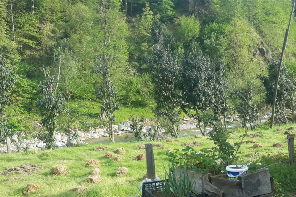 RİZE HEMŞİN KANTARLI KÖYÜN'DE 14565 M2 SATILIK TARLA