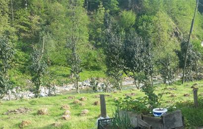 RİZE HEMŞİN KANTARLI KÖYÜN'DE 14565 M2 SATILIK TARLA