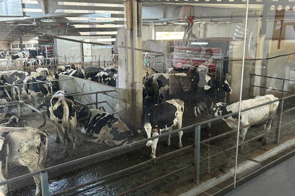 C21 LOCA'DAN BALIKESİR MERKEZDE BÜYÜKBAŞ HAYVAN ÇİFTLİĞİ