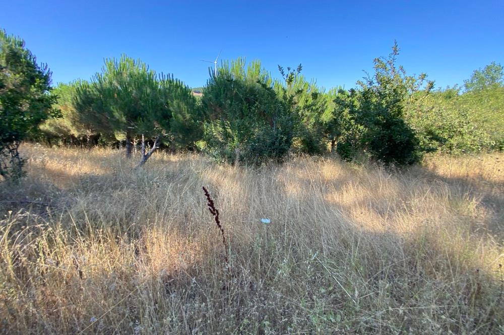 C21BAL'DAN KARESİ KIRMIZILAR MH 1321 M2 SATILIK KAGİR EV VE ARSA