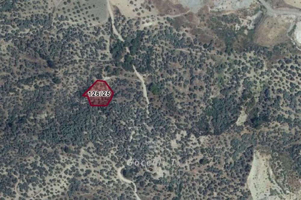 Germencik Hıdırbeyli 1771 m² Müstakil Tapu Zeytinlik Yolu Açık