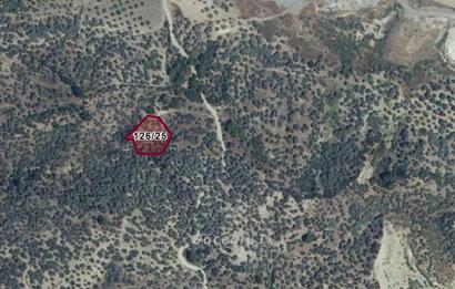 Germencik Hıdırbeyli 1771 m² Müstakil Tapu Zeytinlik Yolu Açık