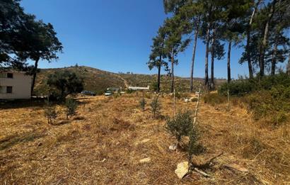 Bodrum Gökpınar 16680 m2 5 Parsel Orman Cepheli Çiftlik Arazisi