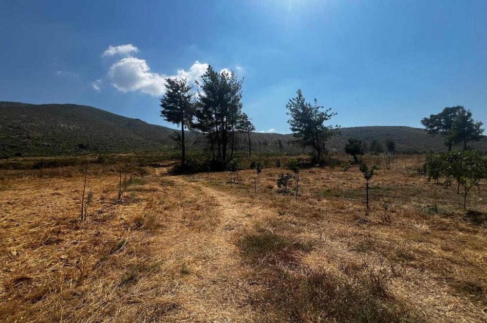 Bodrum Gökpınar 16680 m2 5 Parsel Orman Cepheli Çiftlik Arazisi