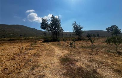 Bodrum Gökpınar 16680 m2 5 Parsel Orman Cepheli Çiftlik Arazisi