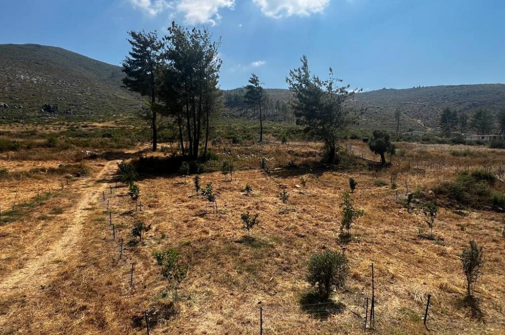 Bodrum Gökpınar 16680 m2 5 Parsel Orman Cepheli Çiftlik Arazisi
