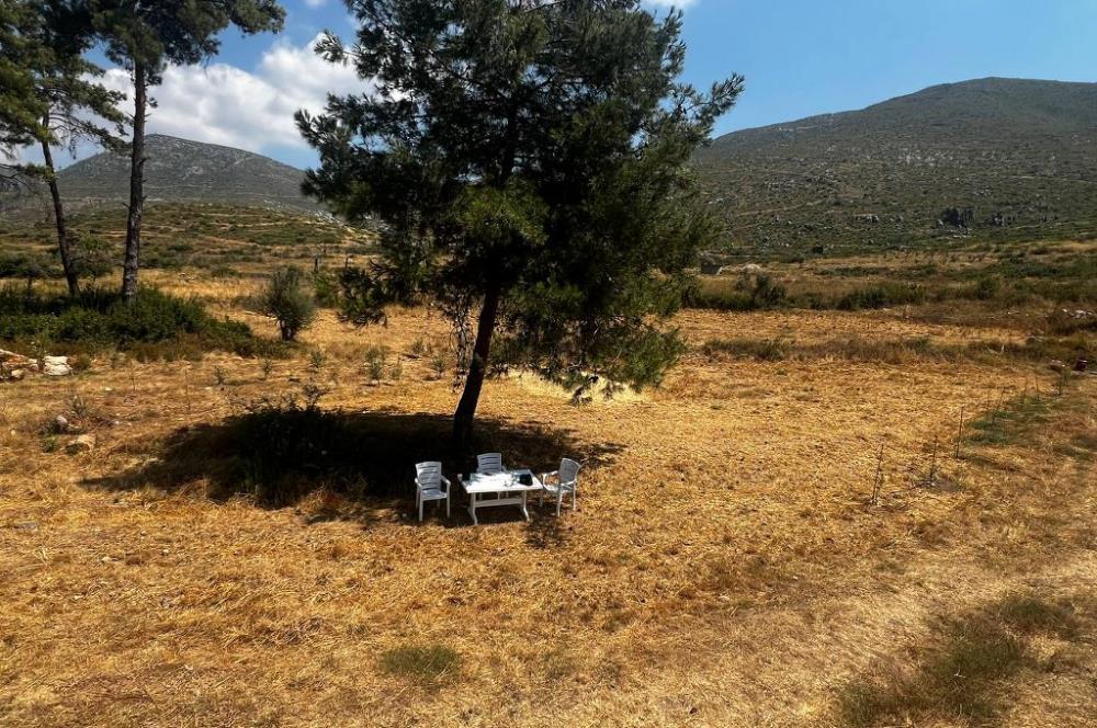 Bodrum Gökpınar 16680 m2 5 Parsel Orman Cepheli Çiftlik Arazisi