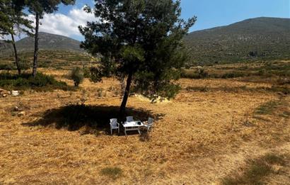 Bodrum Gökpınar 16680 m2 5 Parsel Orman Cepheli Çiftlik Arazisi