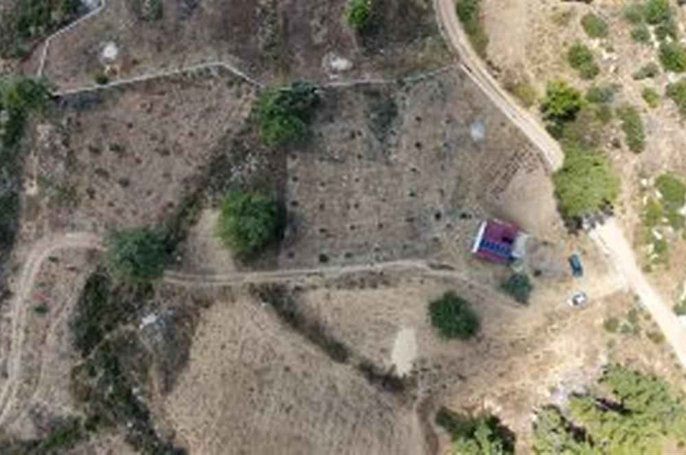 Bodrum Gökpınar 16680 m2 5 Parsel Orman Cepheli Çiftlik Arazisi
