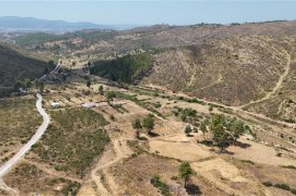 Bodrum Gökpınar 16680 m2 5 Parsel Orman Cepheli Çiftlik Arazisi