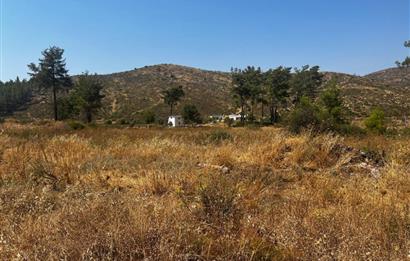 Bodrum Gökpınar 16680 m2 5 Parsel Orman Cepheli Çiftlik Arazisi